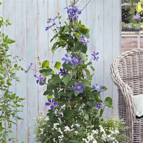 staudenclematis arabella|Staudenclematis: Tipps zum Pflanzen & Pflegen